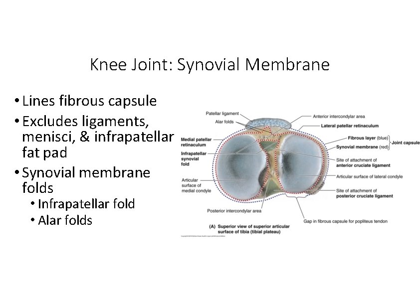 Knee Joint: Synovial Membrane • Lines fibrous capsule • Excludes ligaments, menisci, & infrapatellar Knee Joint: Synovial Membrane • Lines fibrous capsule • Excludes ligaments, menisci, & infrapatellar