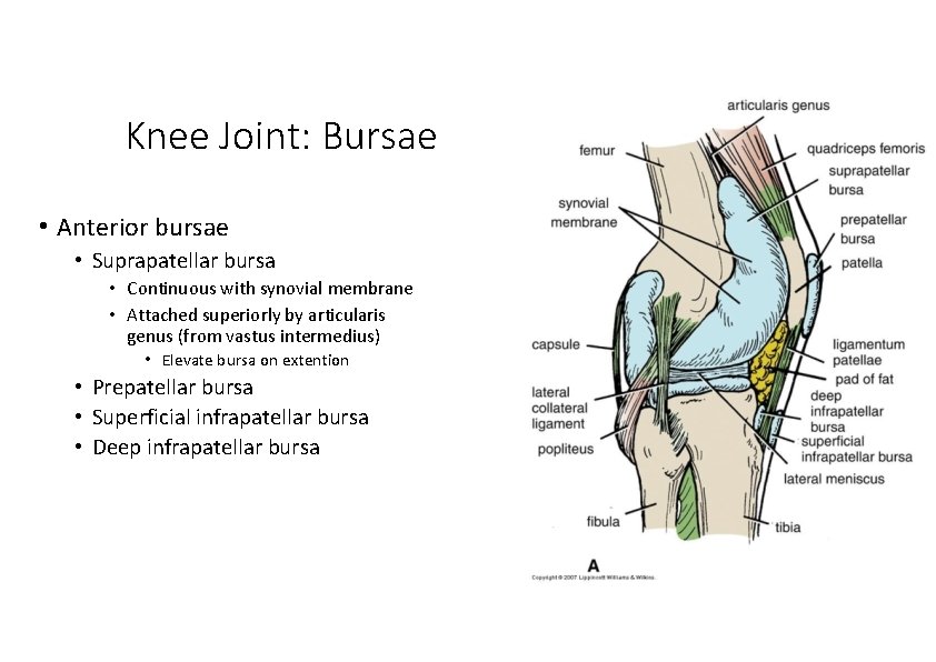 Knee Joint: Bursae • Anterior bursae • Suprapatellar bursa • Continuous with synovial membrane Knee Joint: Bursae • Anterior bursae • Suprapatellar bursa • Continuous with synovial membrane