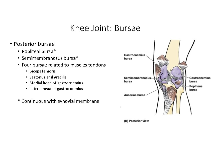 Knee Joint: Bursae • Posterior bursae • Popliteal bursa* • Semimembranosus bursa* • Four Knee Joint: Bursae • Posterior bursae • Popliteal bursa* • Semimembranosus bursa* • Four