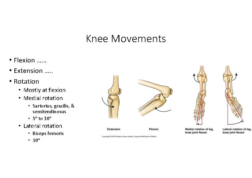Knee Movements • Flexion …… • Extension …. . • Rotation • Mostly at Knee Movements • Flexion …… • Extension …. . • Rotation • Mostly at