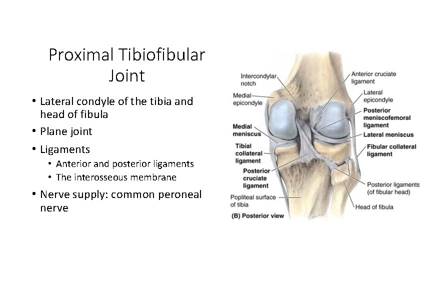Proximal Tibiofibular Joint • Lateral condyle of the tibia and head of fibula • Proximal Tibiofibular Joint • Lateral condyle of the tibia and head of fibula •