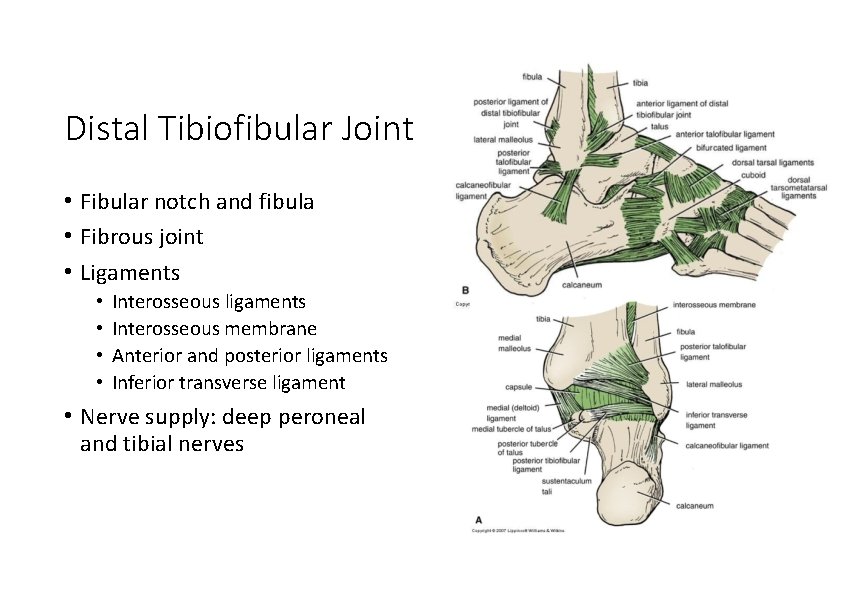 Distal Tibiofibular Joint • Fibular notch and fibula • Fibrous joint • Ligaments • Distal Tibiofibular Joint • Fibular notch and fibula • Fibrous joint • Ligaments •