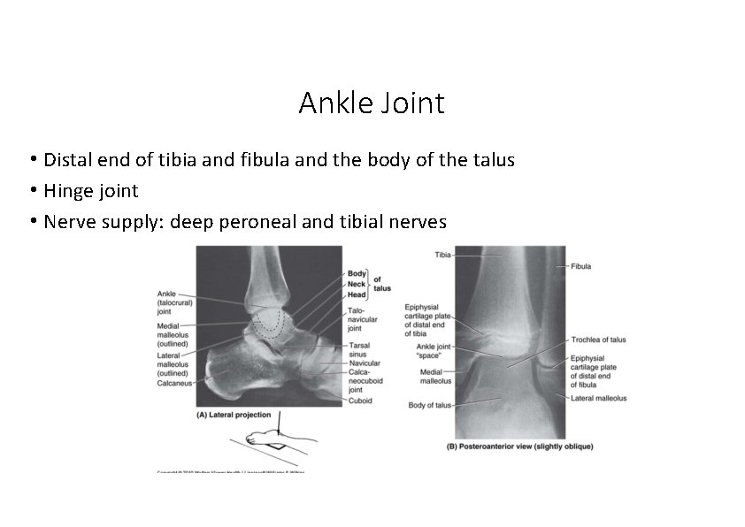 Ankle Joint • Distal end of tibia and fibula and the body of the Ankle Joint • Distal end of tibia and fibula and the body of the