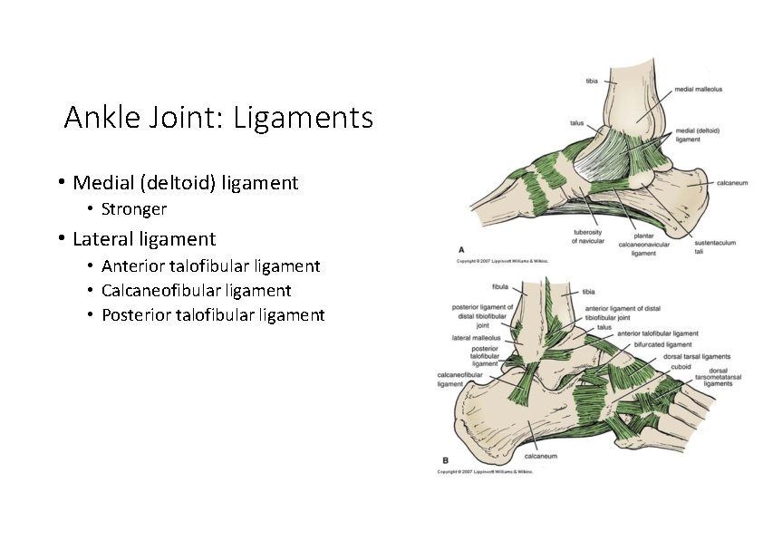 Ankle Joint: Ligaments • Medial (deltoid) ligament • Stronger • Lateral ligament • Anterior Ankle Joint: Ligaments • Medial (deltoid) ligament • Stronger • Lateral ligament • Anterior