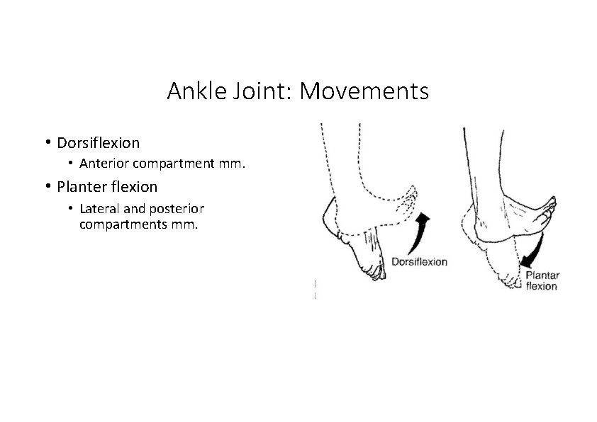 Ankle Joint: Movements • Dorsiflexion • Anterior compartment mm. • Planter flexion • Lateral Ankle Joint: Movements • Dorsiflexion • Anterior compartment mm. • Planter flexion • Lateral