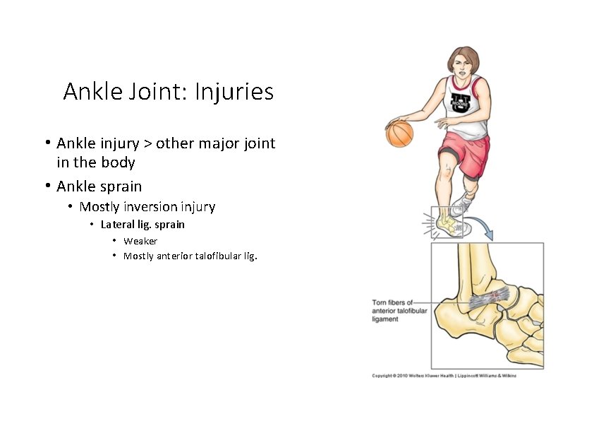 Ankle Joint: Injuries • Ankle injury > other major joint in the body • Ankle Joint: Injuries • Ankle injury > other major joint in the body •