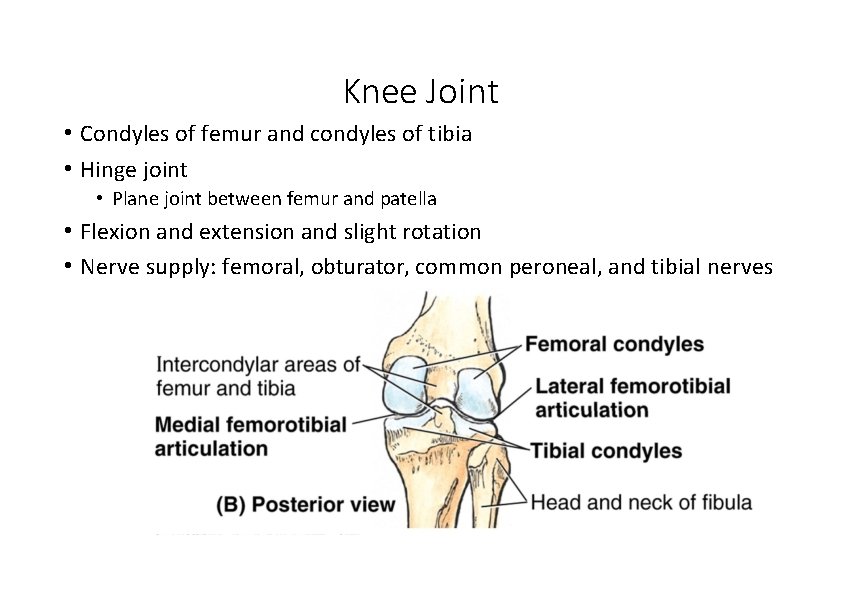 Knee Joint • Condyles of femur and condyles of tibia • Hinge joint • Knee Joint • Condyles of femur and condyles of tibia • Hinge joint •