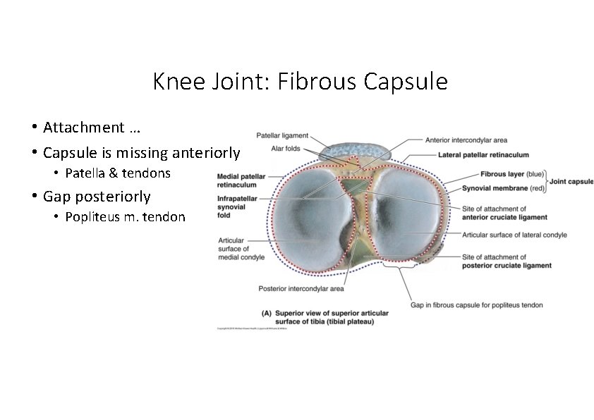 Knee Joint: Fibrous Capsule • Attachment … • Capsule is missing anteriorly • Patella Knee Joint: Fibrous Capsule • Attachment … • Capsule is missing anteriorly • Patella
