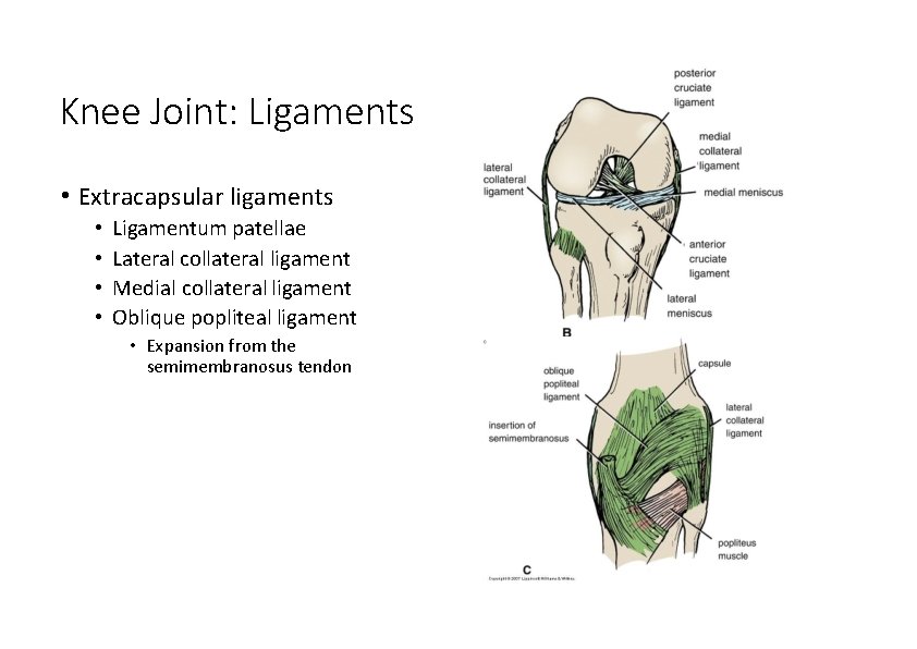 Knee Joint: Ligaments • Extracapsular ligaments • • Ligamentum patellae Lateral collateral ligament Medial Knee Joint: Ligaments • Extracapsular ligaments • • Ligamentum patellae Lateral collateral ligament Medial