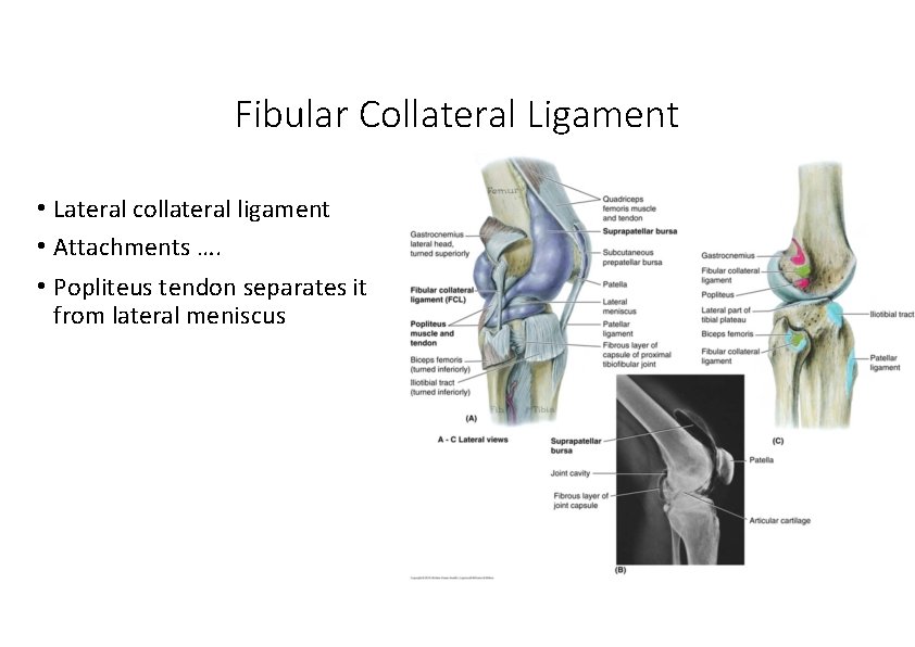 Fibular Collateral Ligament • Lateral collateral ligament • Attachments …. • Popliteus tendon separates Fibular Collateral Ligament • Lateral collateral ligament • Attachments …. • Popliteus tendon separates