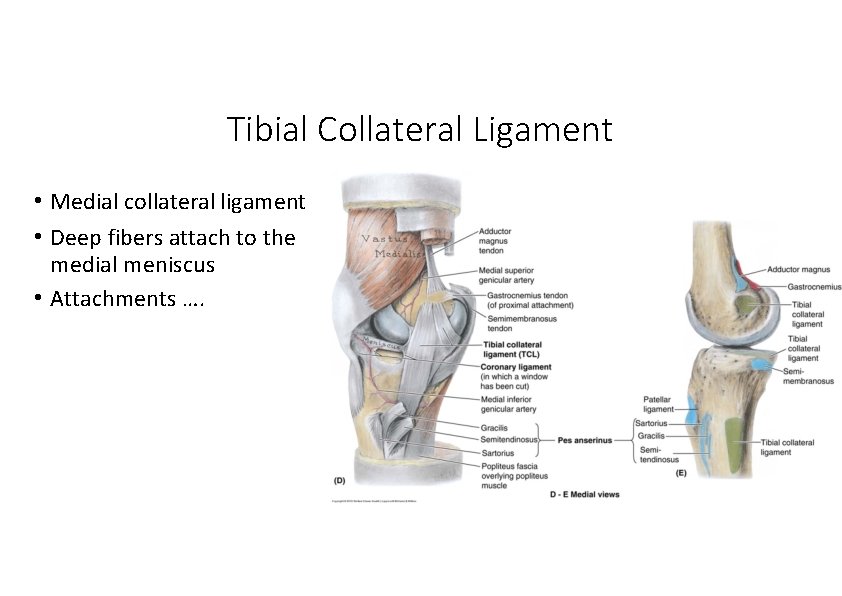 Tibial Collateral Ligament • Medial collateral ligament • Deep fibers attach to the medial Tibial Collateral Ligament • Medial collateral ligament • Deep fibers attach to the medial