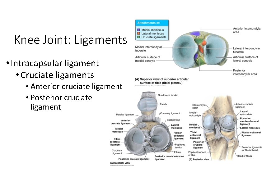Knee Joint: Ligaments • Intracapsular ligament • Cruciate ligaments • Anterior cruciate ligament • Knee Joint: Ligaments • Intracapsular ligament • Cruciate ligaments • Anterior cruciate ligament •