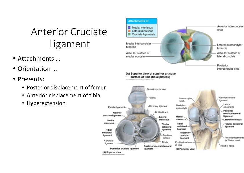 Anterior Cruciate Ligament • Attachments … • Orientation … • Prevents: • Posterior displacement Anterior Cruciate Ligament • Attachments … • Orientation … • Prevents: • Posterior displacement