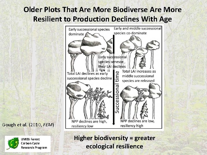 Older Plots That Are More Biodiverse Are More Resilient to Production Declines With Age