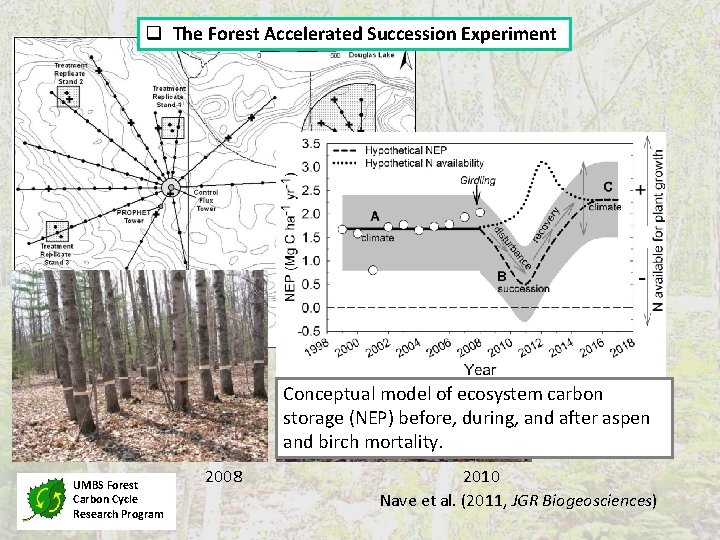 q The Forest Accelerated Succession Experiment Conceptual model of ecosystem carbon storage (NEP) before,