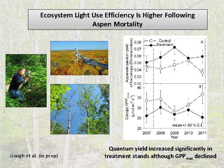Ecosystem Light Use Efficiency Is Higher Following Aspen Mortality Gough et al. (in prep)