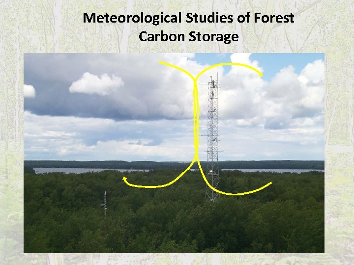 Meteorological Studies of Forest Carbon Storage 