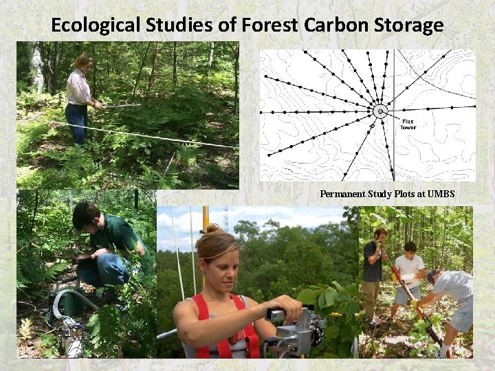 Ecological Studies of Forest Carbon Storage Permanent Study Plots at UMBS 