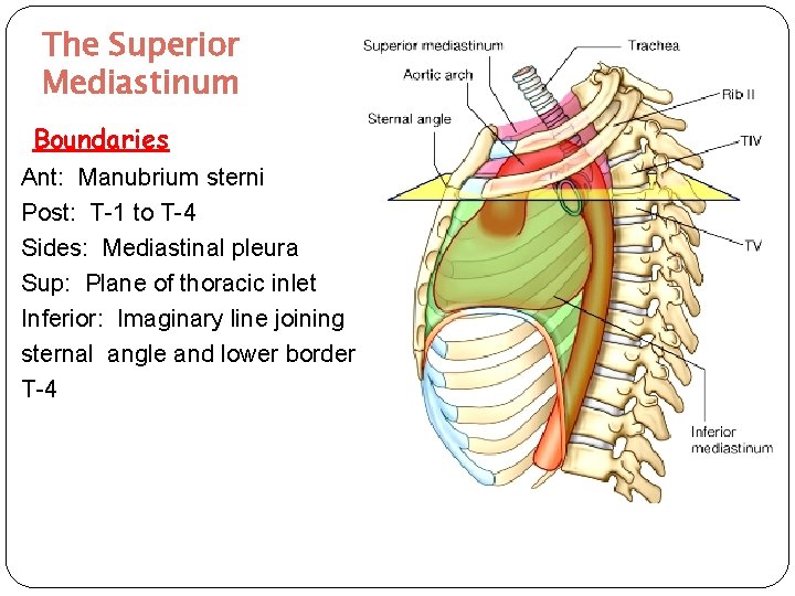 The Superior Mediastinum Boundaries Ant: Manubrium sterni Post: T-1 to T-4 Sides: Mediastinal pleura