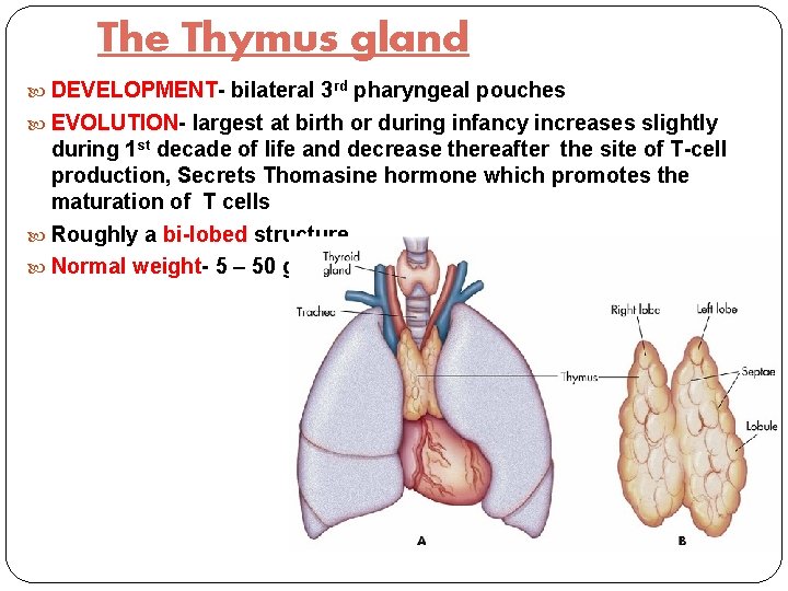 The Thymus gland DEVELOPMENT- bilateral 3 rd pharyngeal pouches EVOLUTION- largest at birth or