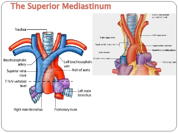 The Superior Mediastinum 14 