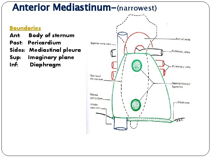 Anterior Mediastinum-(narrowest) Boundaries Ant: Body of sternum Post: Pericardium Sides: Mediastinal pleura Sup: Imaginary