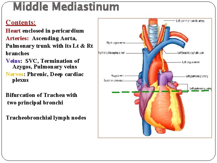 Middle Mediastinum Contents: Heart enclosed in pericardium Arteries: Ascending Aorta, Pulmonary trunk with its