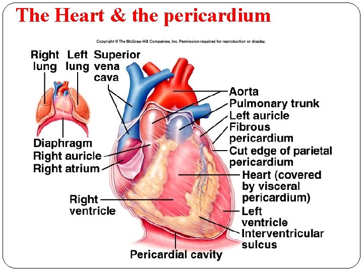 The Heart & the pericardium 