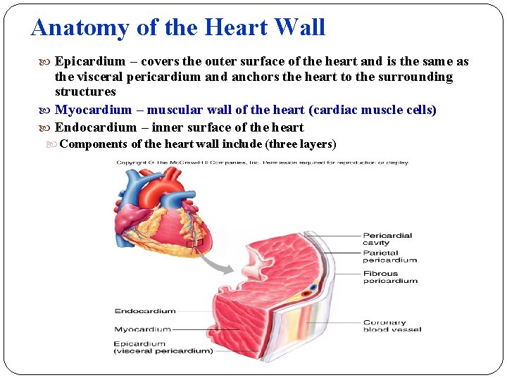 Anatomy of the Heart Wall Epicardium – covers the outer surface of the heart