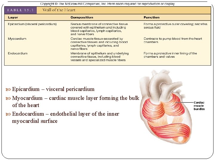  Epicardium – visceral pericardium Myocardium – cardiac muscle layer forming the bulk of