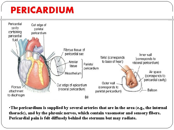 PERICARDIUM • The pericardium is supplied by several arteries that are in the area