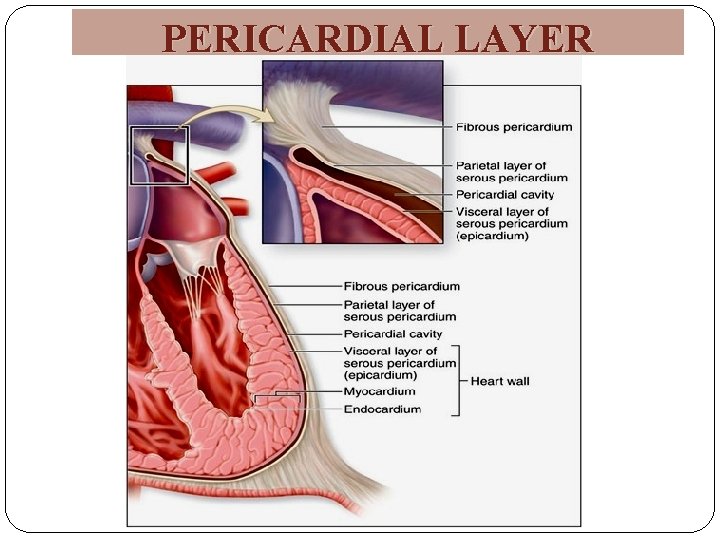 PERICARDIAL LAYER 