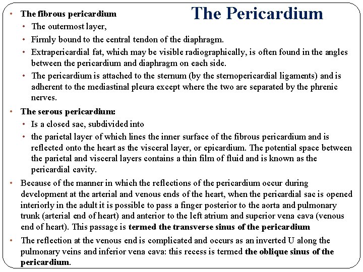 The Pericardium • The fibrous pericardium • The outermost layer, • Firmly bound to