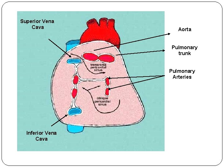 Superior Vena Cava Aorta Pulmonary trunk Pulmonary Arteries Inferior Vena Cava 