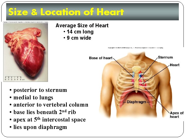 Size & Location of Heart Average Size of Heart • 14 cm long •