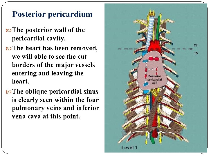 Posterior pericardium The posterior wall of the pericardial cavity. The heart has been removed,