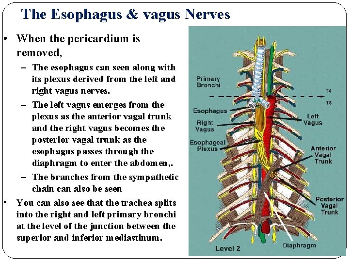 The Esophagus & vagus Nerves • When the pericardium is removed, – The esophagus