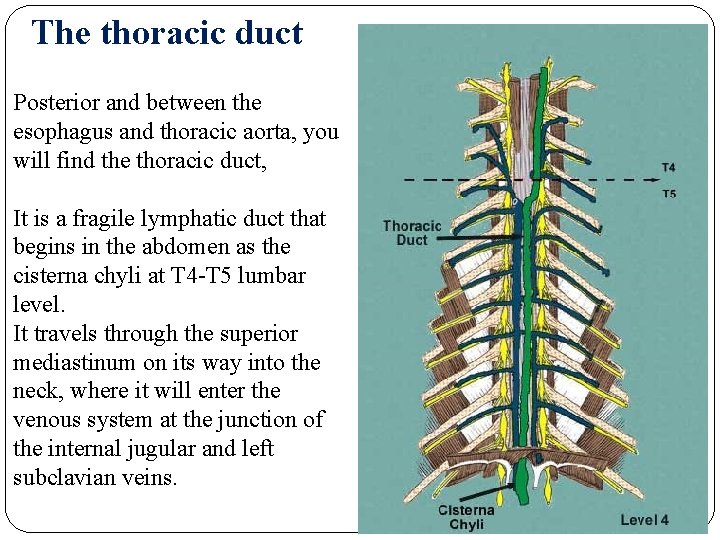 The thoracic duct Posterior and between the esophagus and thoracic aorta, you will find