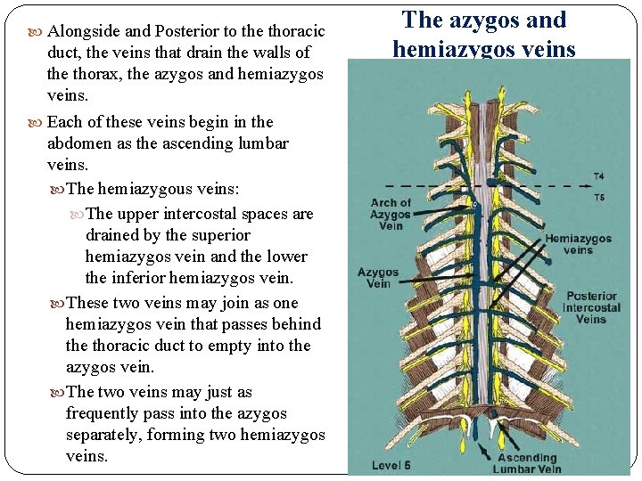  Alongside and Posterior to the thoracic duct, the veins that drain the walls