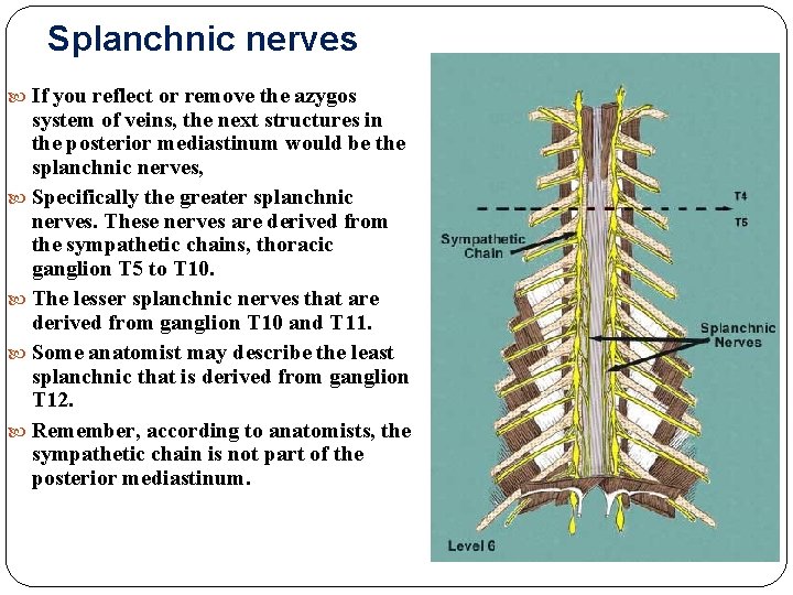 Splanchnic nerves If you reflect or remove the azygos system of veins, the next