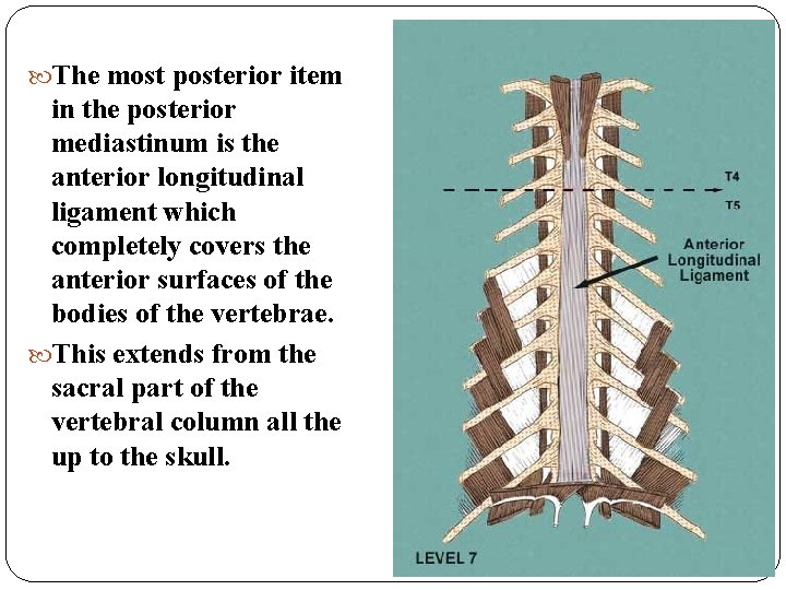 The most posterior item in the posterior mediastinum is the anterior longitudinal ligament