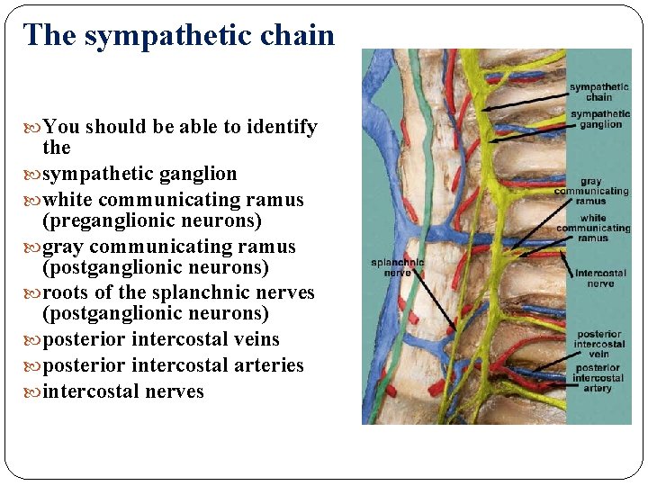 The sympathetic chain You should be able to identify the sympathetic ganglion white communicating