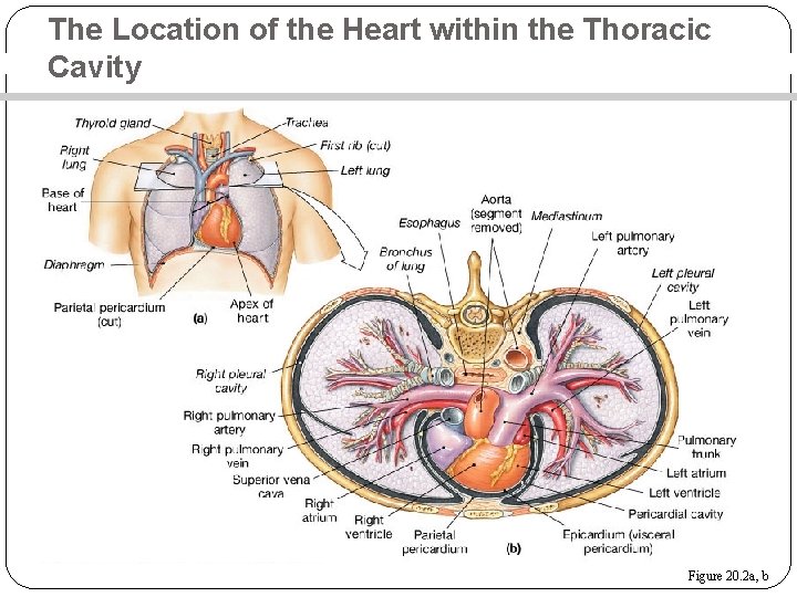 The Location of the Heart within the Thoracic Cavity Figure 20. 2 a, b