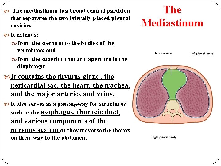  The mediastinum is a broad central partition that separates the two laterally placed