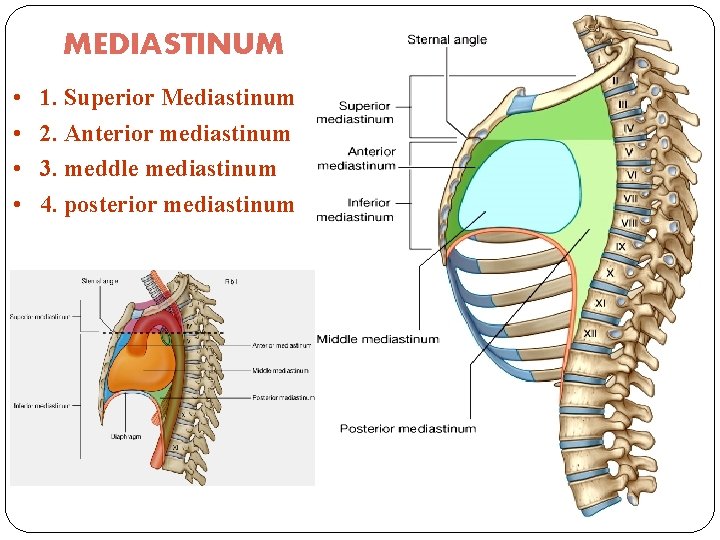 MEDIASTINUM • • 1. Superior Mediastinum 2. Anterior mediastinum 3. meddle mediastinum 4. posterior