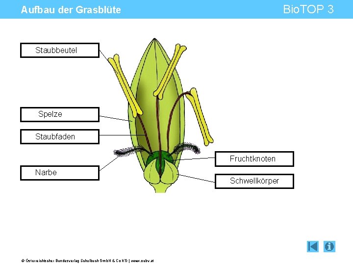 Bio. TOP 3 Aufbau der Grasblüte Staubbeutel Spelze Staubfaden Fruchtknoten Narbe © Österreichischer Bundesverlag