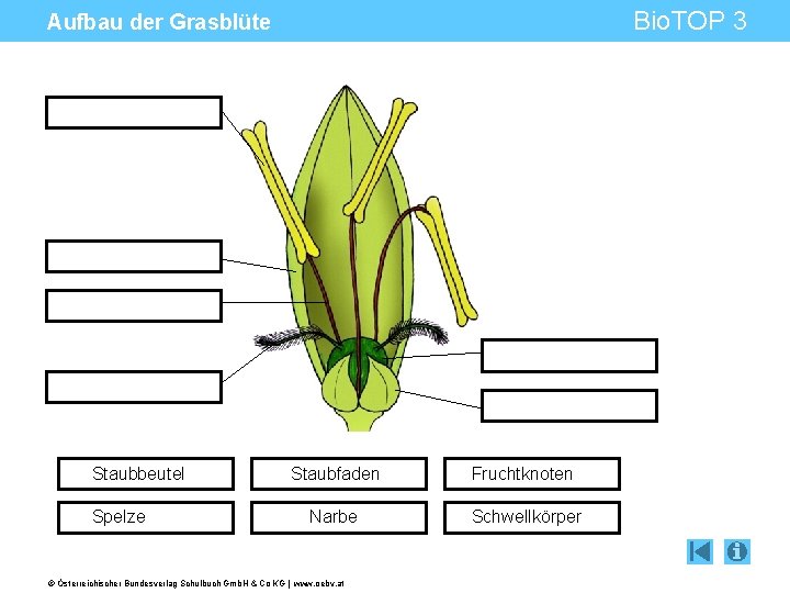 Bio. TOP 3 Aufbau der Grasblüte Staubbeutel Spelze Staubfaden Fruchtknoten Narbe Schwellkörper © Österreichischer