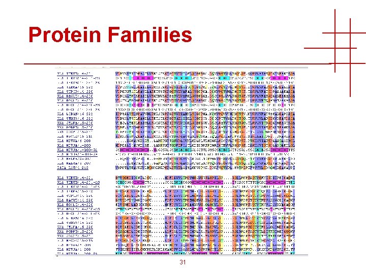 Protein Families 31 