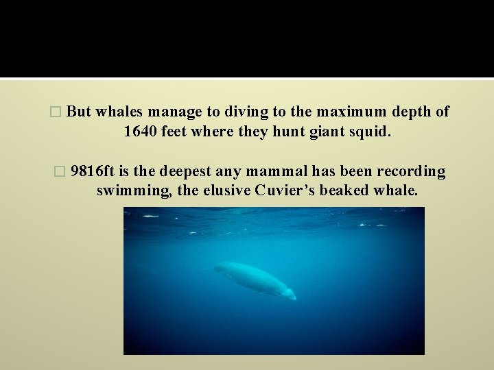 � But whales manage to diving to the maximum depth of 1640 feet where