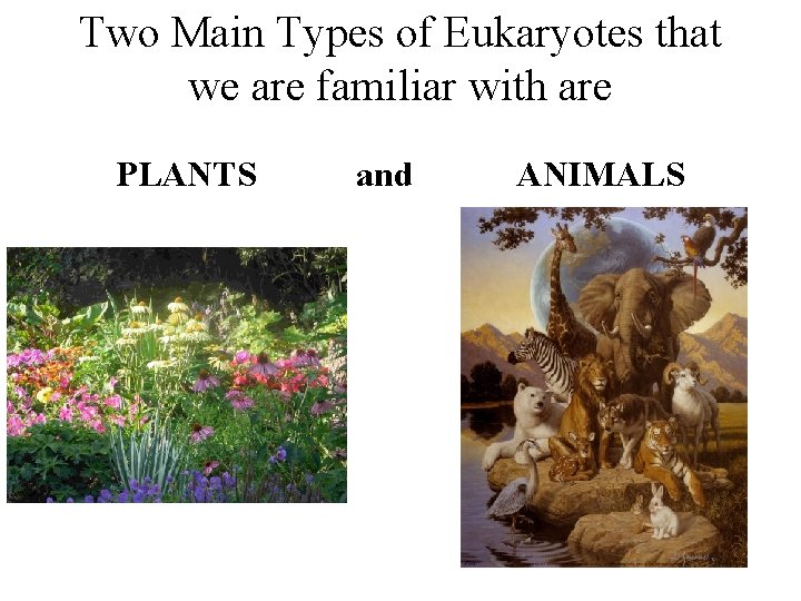 Two Main Types of Eukaryotes that we are familiar with are PLANTS and ANIMALS